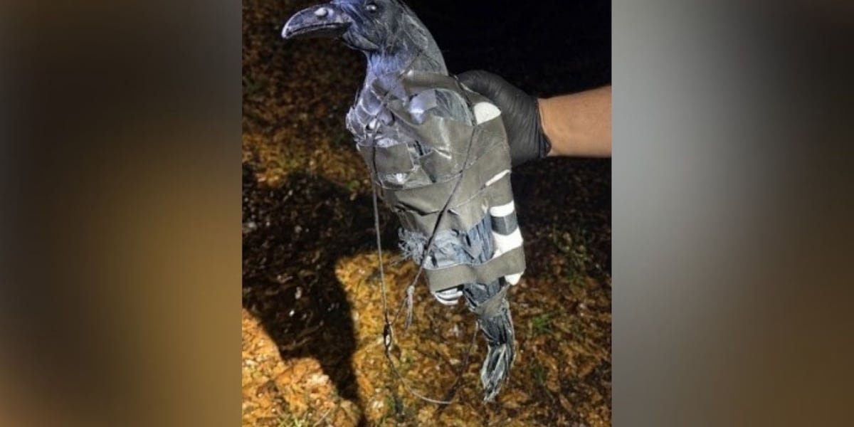 Crow drone
